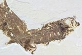 Three Overlapping Fossil Fossil Fish - Wyoming #86519-3
